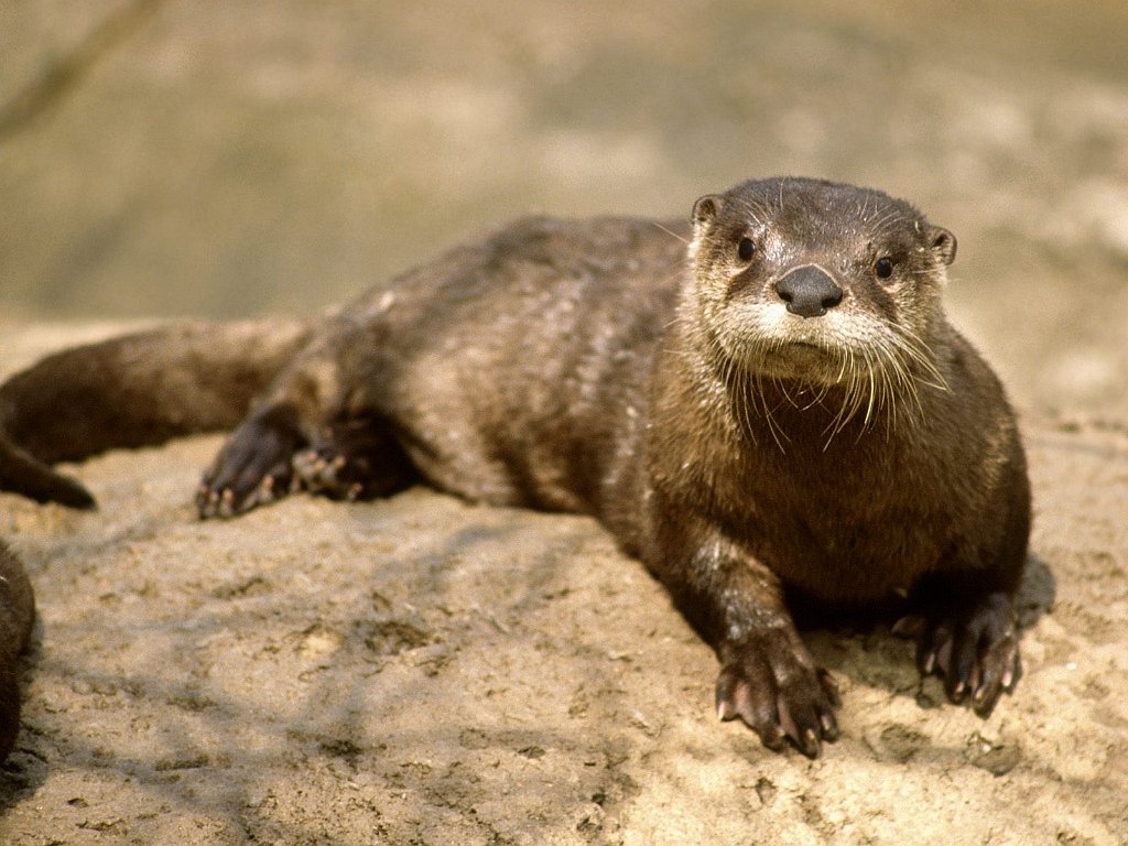 River Otter, Nashville, Tennessee